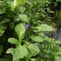 Stachytarpheta urticifolia Sims